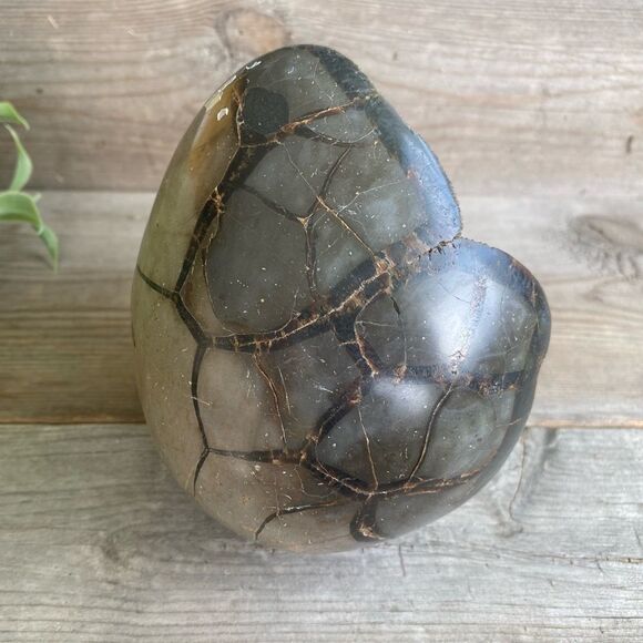 RAW Septarian Egg (large) - Picture 6 of 7